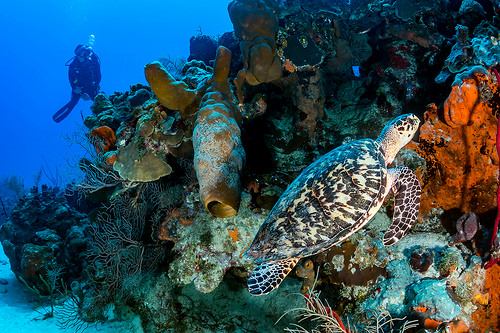 Cozumel