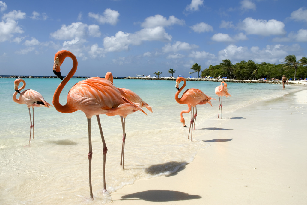 Flamingos in Aruba