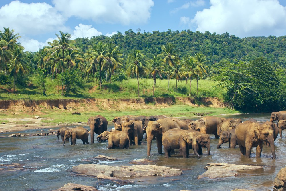 Seeing elephants in their natural habitat was a highlight of the tour through Sri Lanka for Adriana.