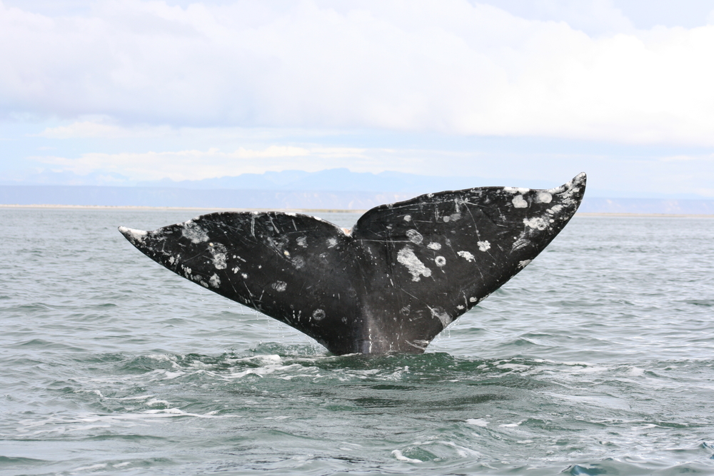 Whale watching in Puerto Vallarta