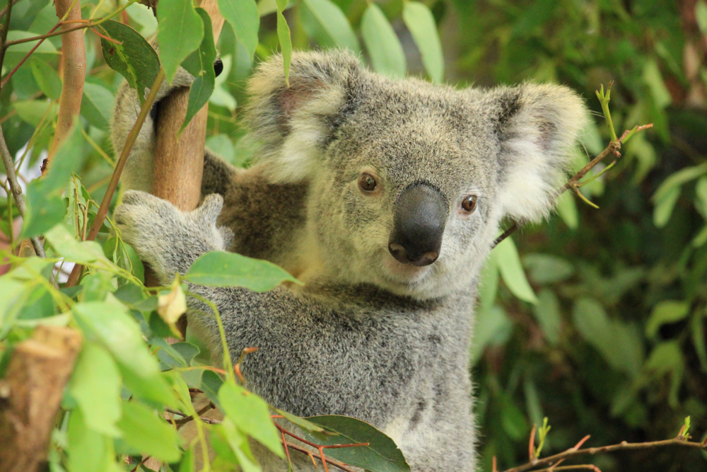 Koala