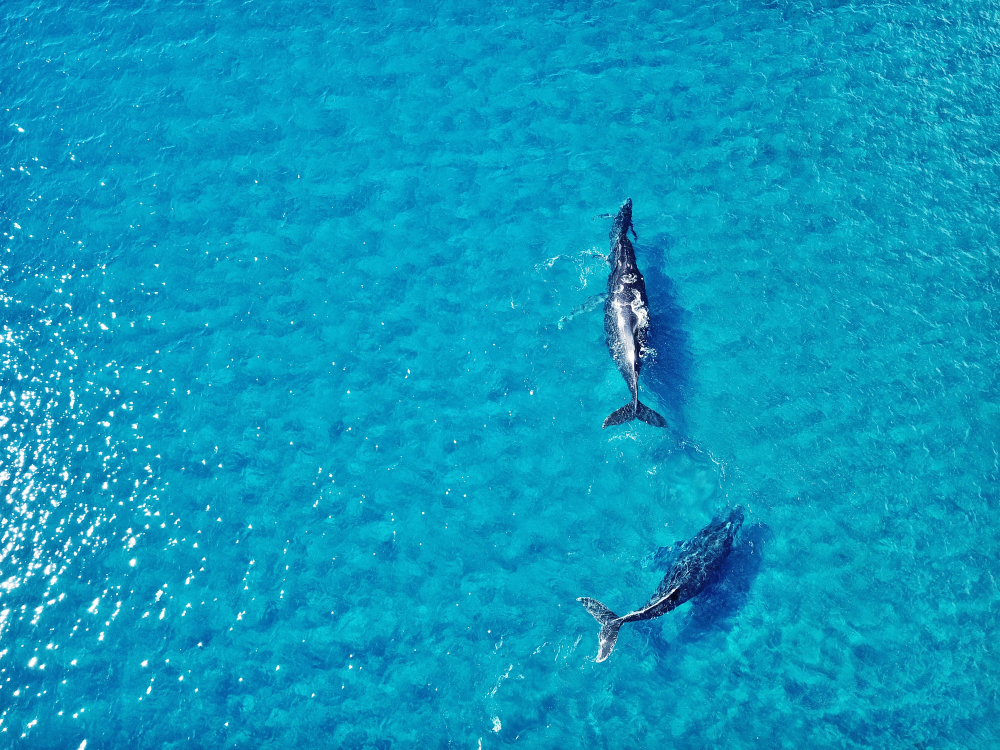 Whale watching in Maui