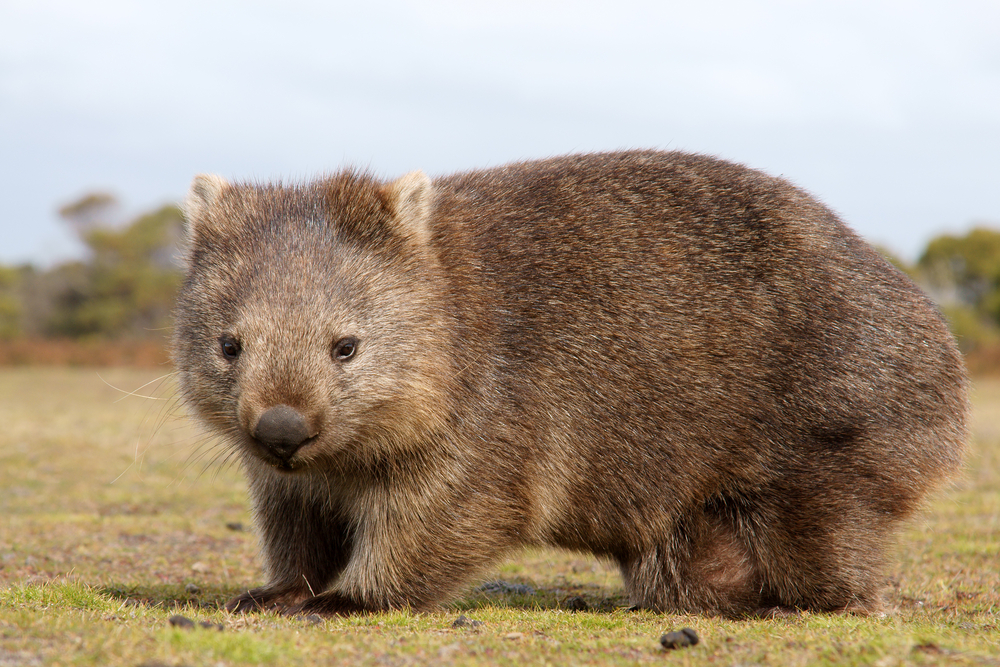 Quokka