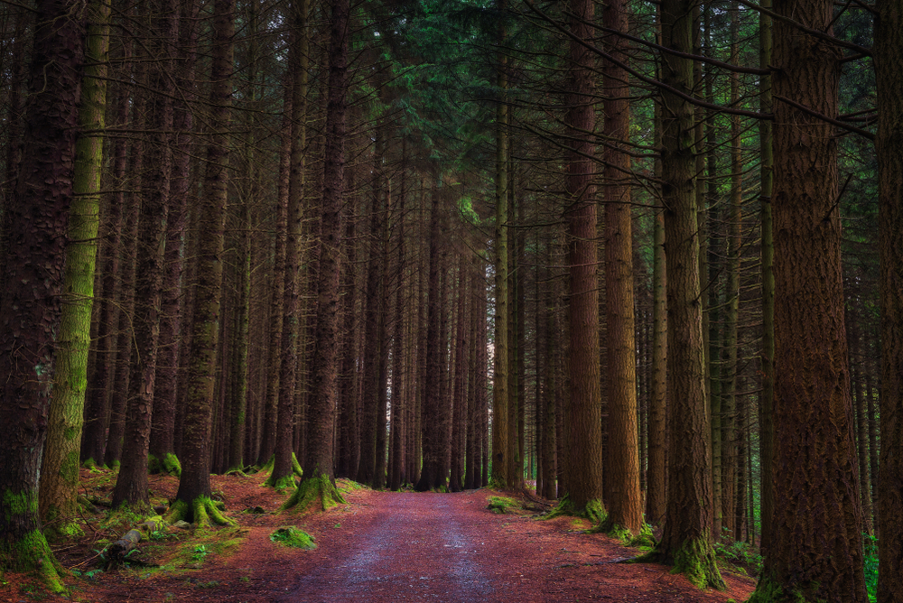 Tollymore Forest