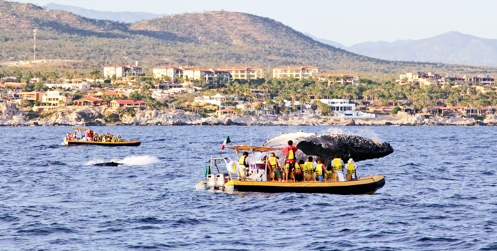 Whale watching in Baja California, Mexico (Puerto Vallarta & Los Cabos)