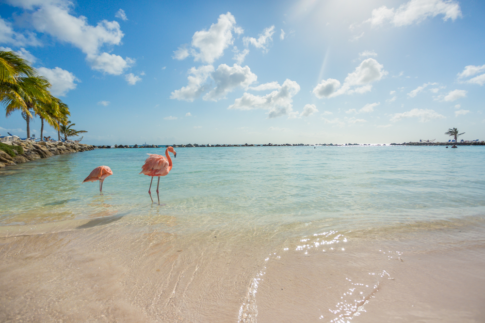 Flamingo Beach, Aruba