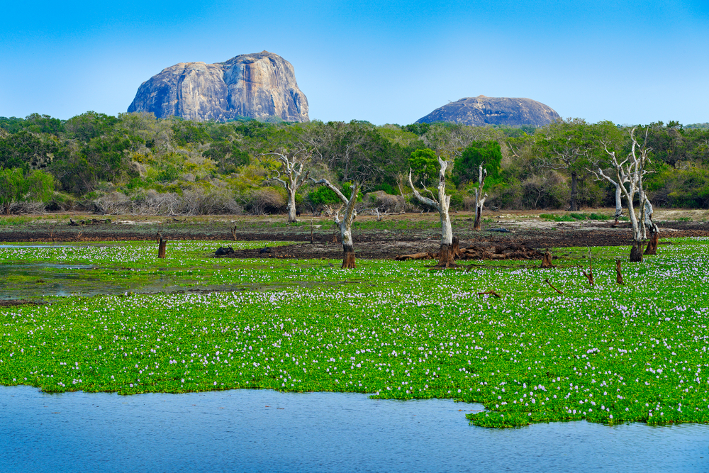 Sri Lanka