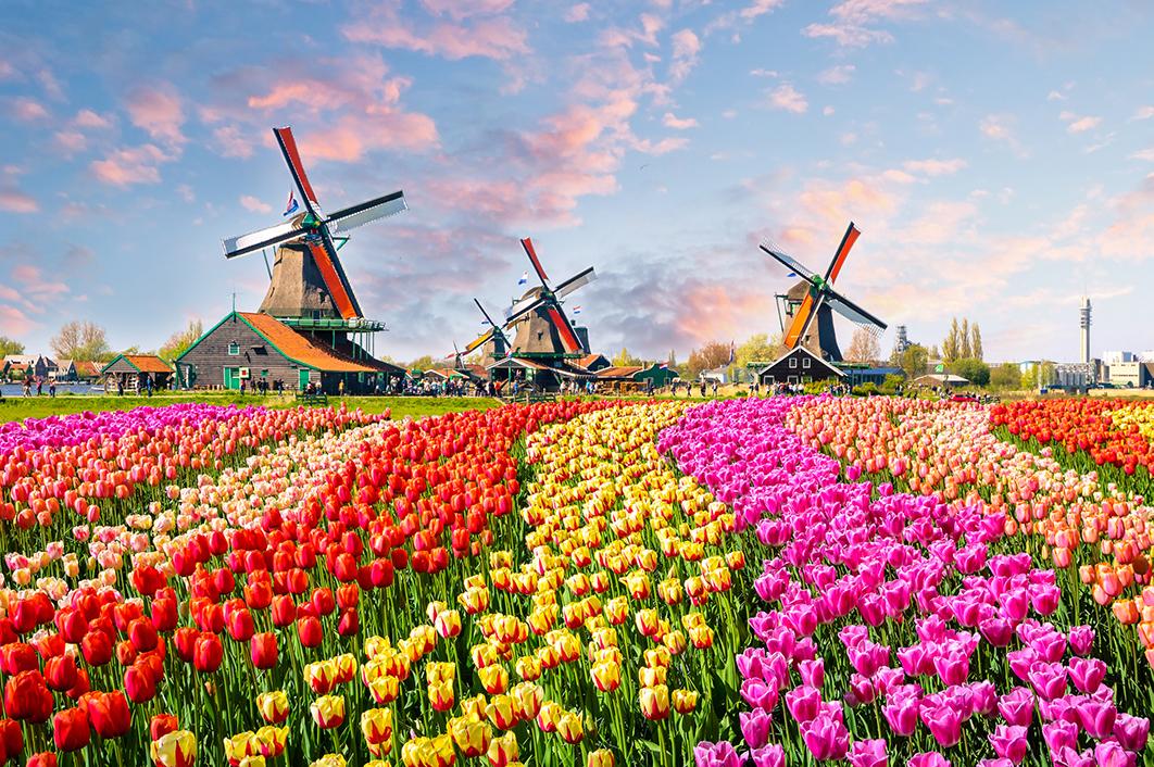 Views of Amsterdam’s windmills and tulips from Amsterdam cruises