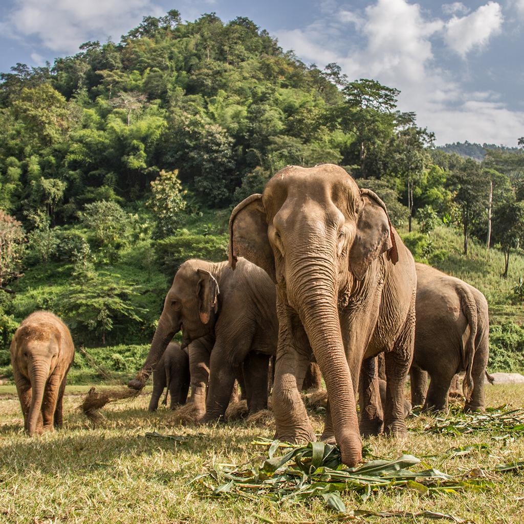 Asian elephants in Chiang Mai, Thailand