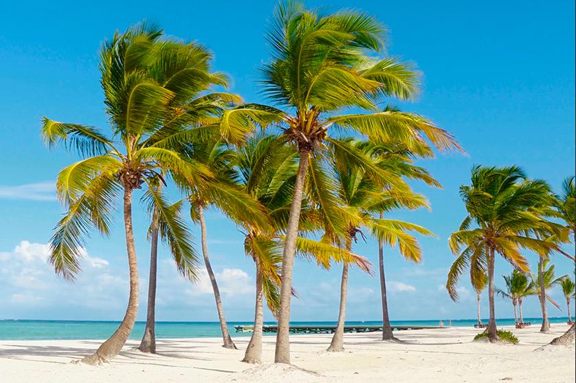 palm trees an a beach swaying in the ocean breeze