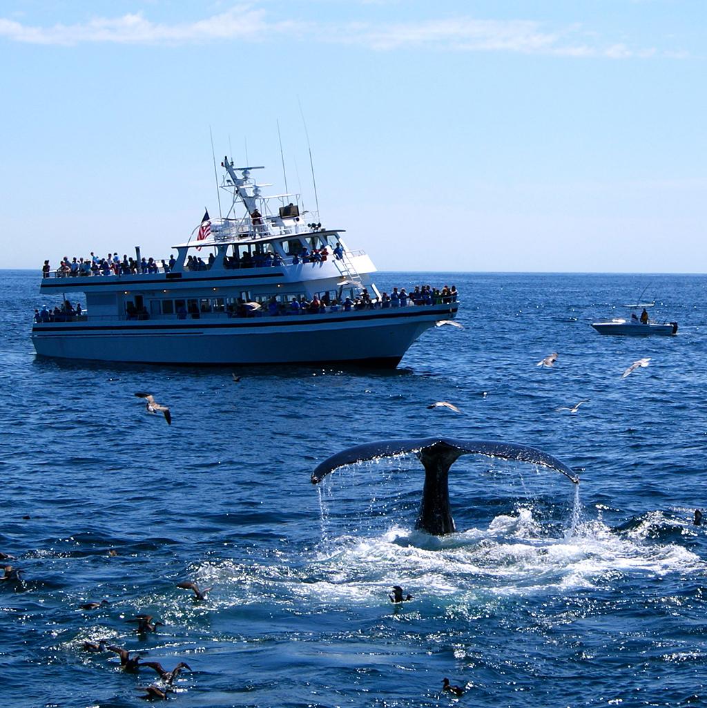 Tourists whale watching on Stellwagen Bank in Massachusetts