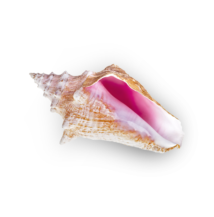 Bahamas conch shell