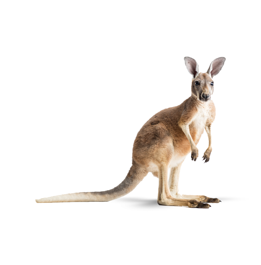 Kangaroo, native to New South Wales Australia