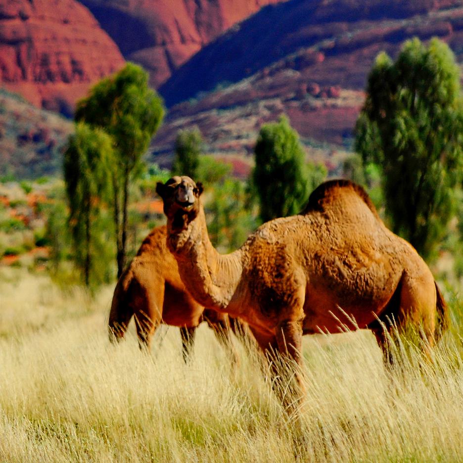 Visit camels with Northern Territory Australia vacations