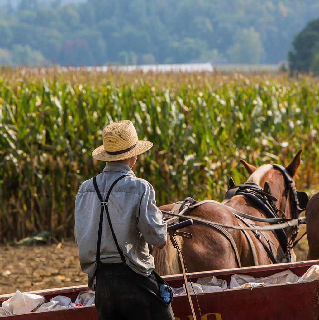 Amish farmer tilling the fields in Pennsylvania