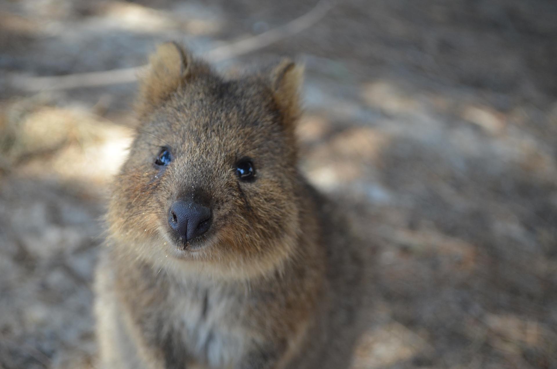 Quokka