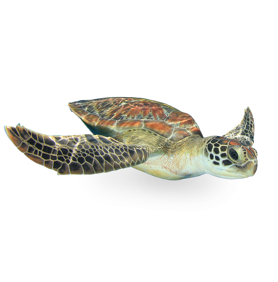 Seychelles sea turtle