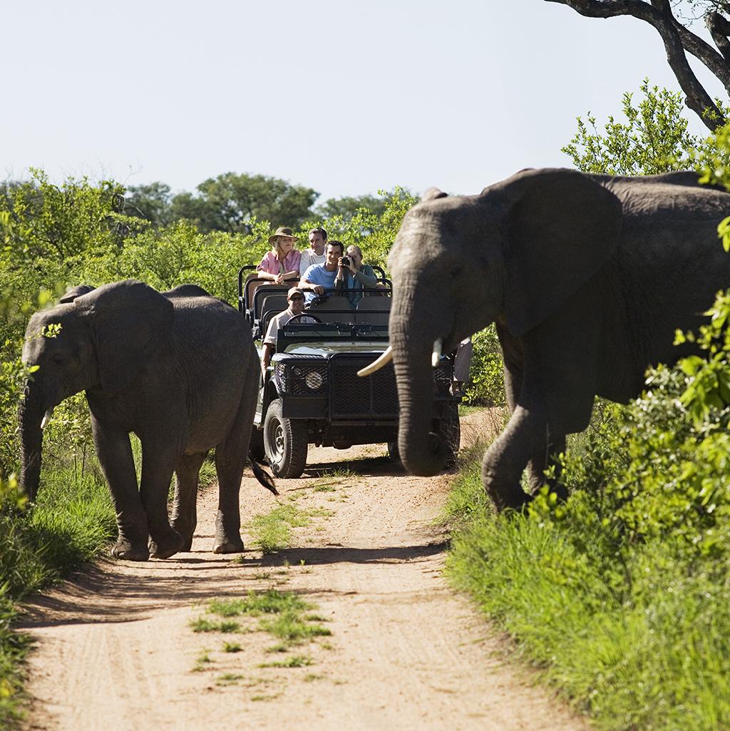 Bucket list experiences: African Safari Synergy  International Travels   Vacation Packages