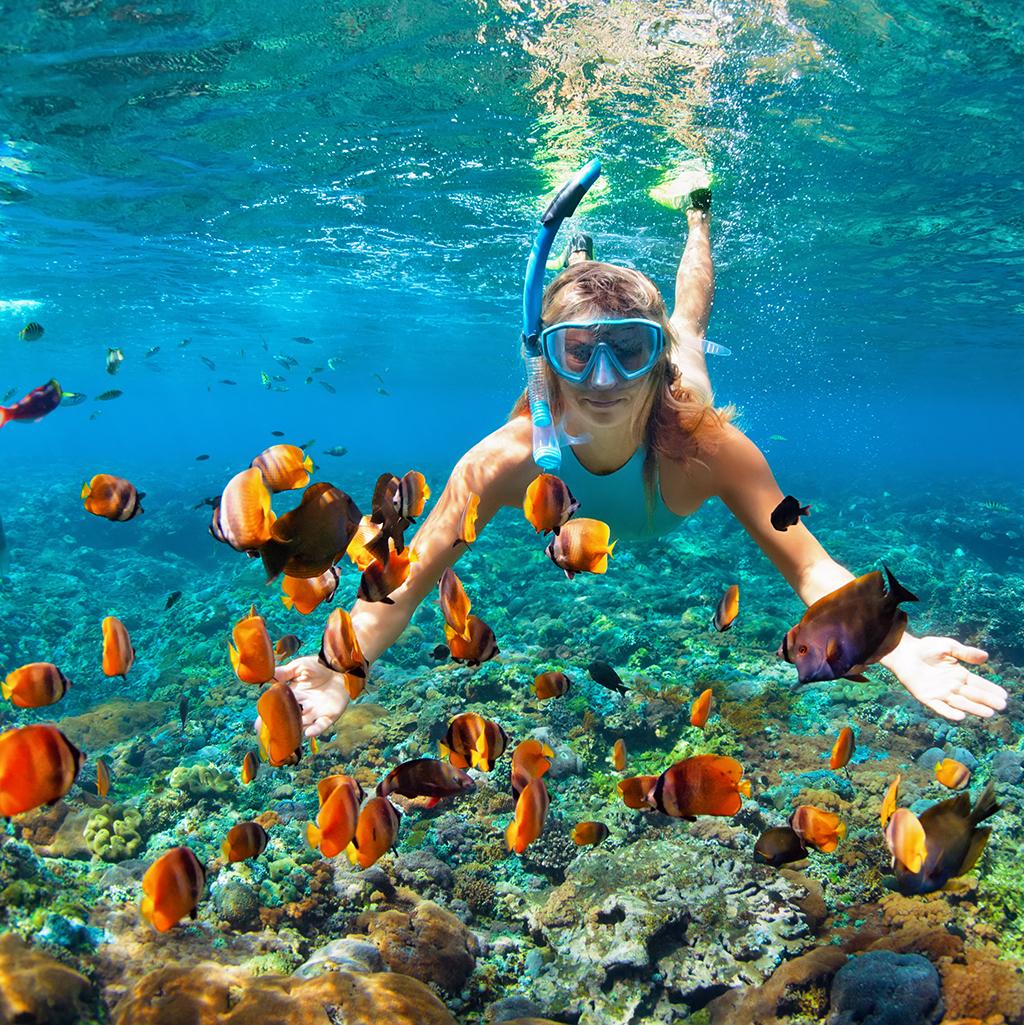 Snorkeling in Sydney Australia