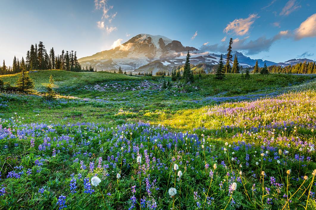 Views of flowers and mountains in Washington state