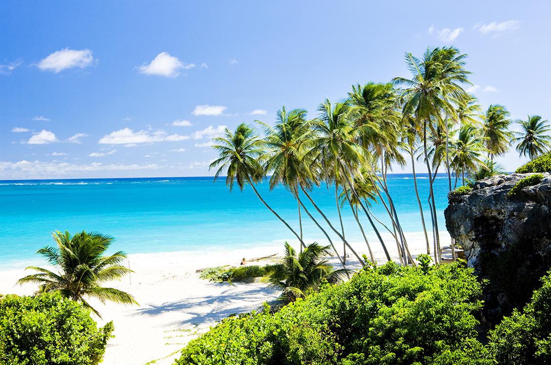 Palm trees on the West Coast of Barbados