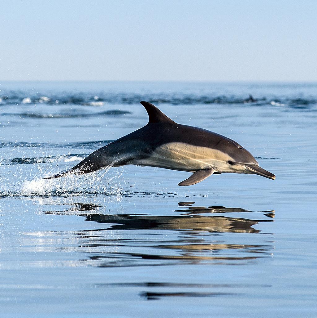 Dolphins in the surf in Western Cape South Africa