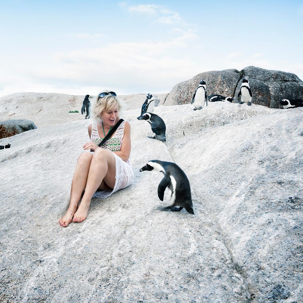 Penguins in Cape Town South Africa