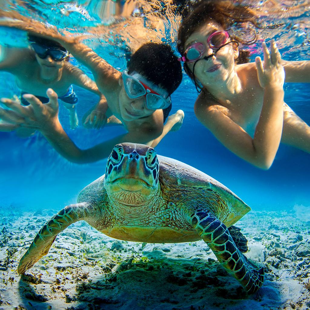 See sea life on this tropical excursion