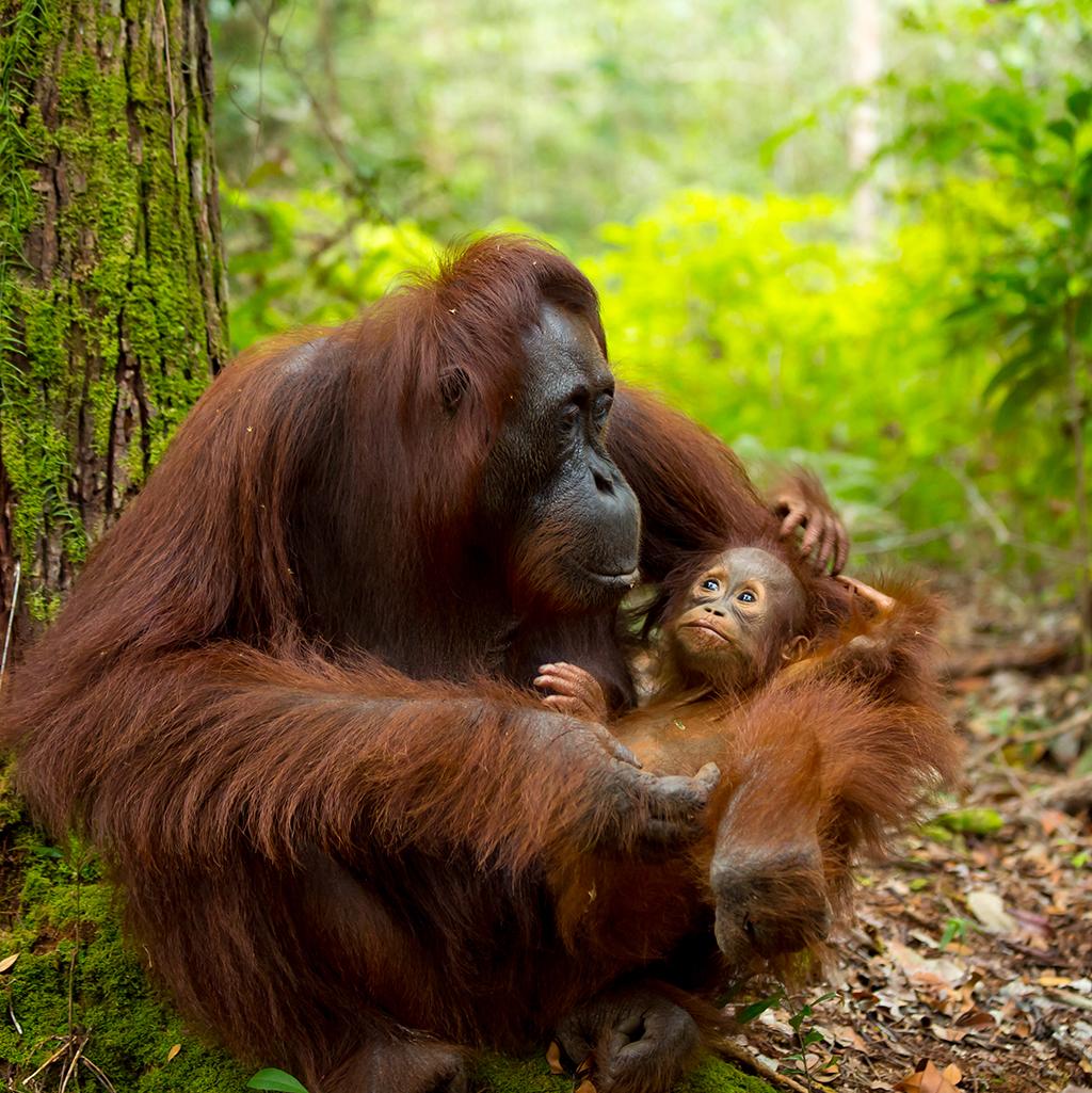 Orangutans in Indonesia