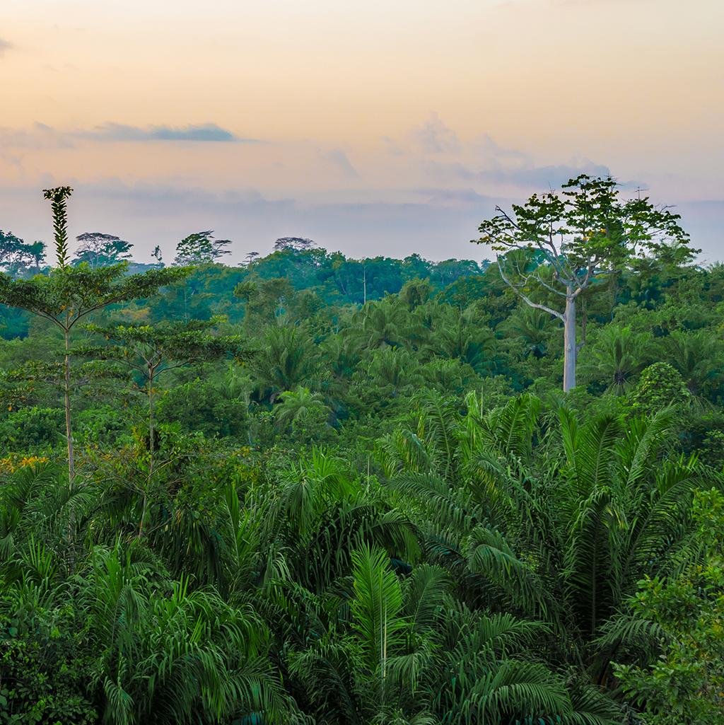 Delight in the natural beauty of lush rainforests with Liberia vacation packages