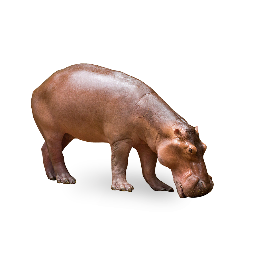 Pygmy Hippo