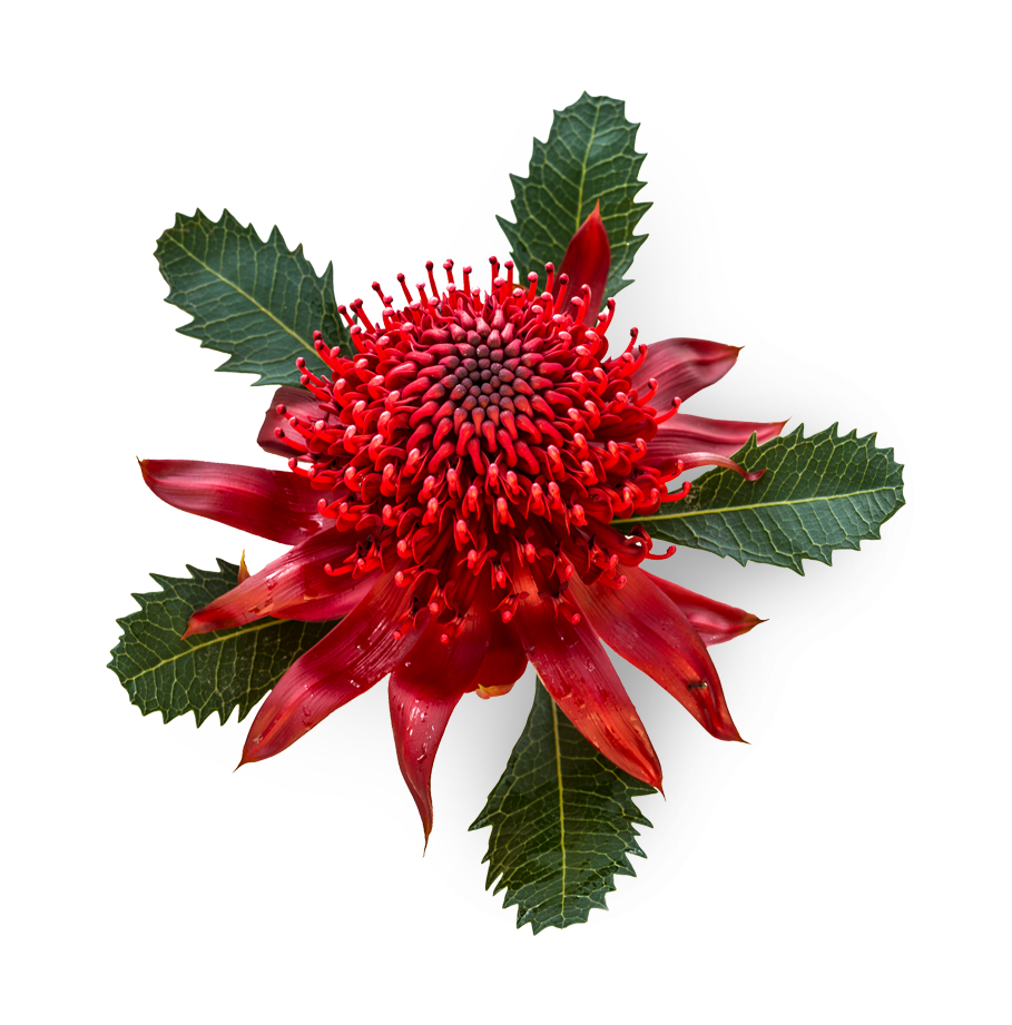 Waratah, the official flower of New South Wales