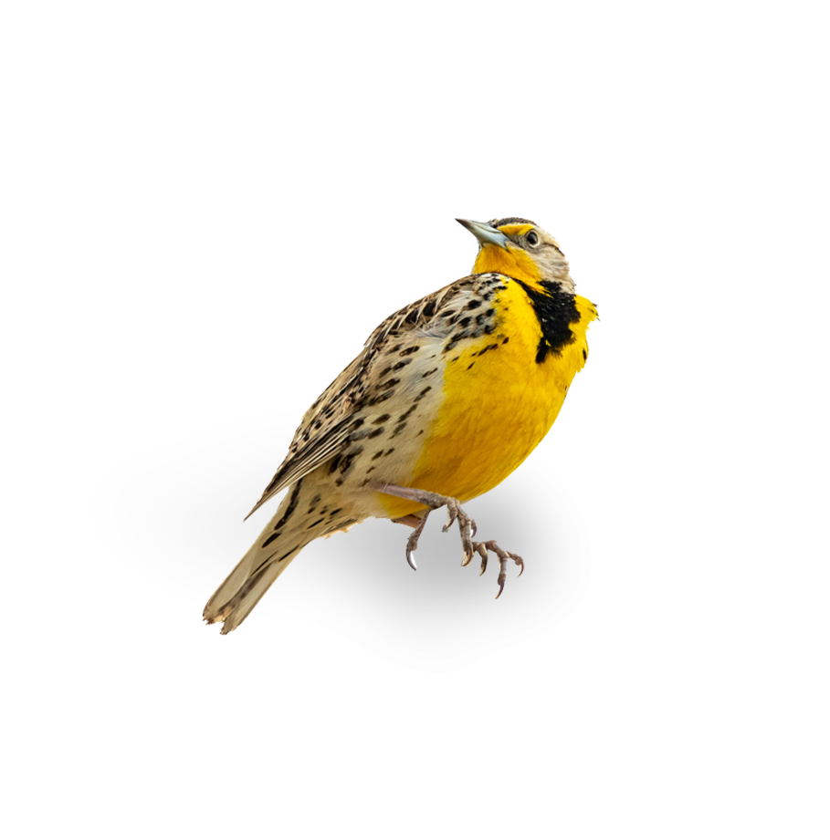 A Western Meadowlark, a yellow bird native to Oregon