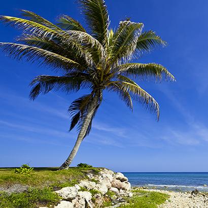 Palm tree swaying in the ocean breeze in Jamaica