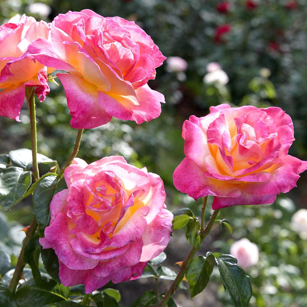 Pink roses from Portland’s International Rose Test Garden