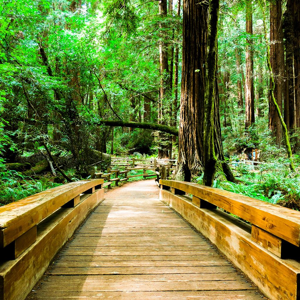 Walking through the Muir Woods near San Francisco