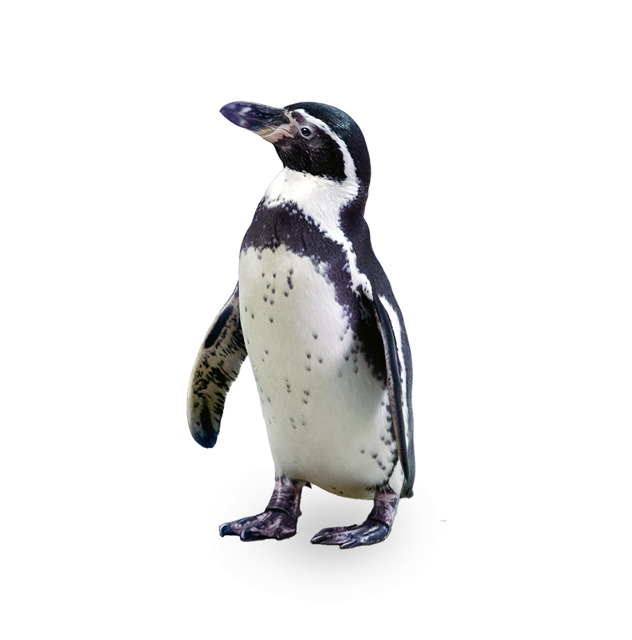 African penguin