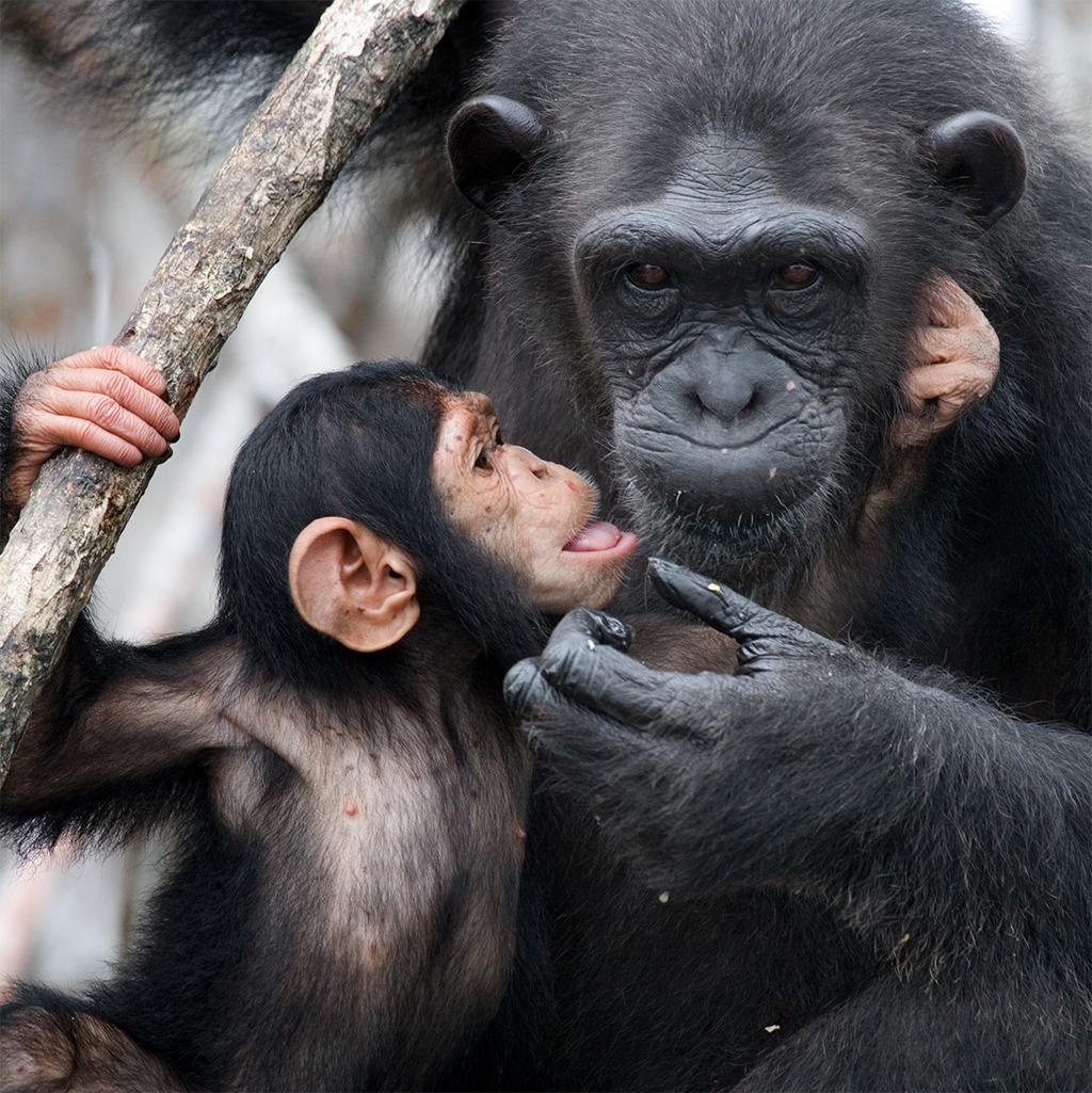 Chimpanzees in Tanzania